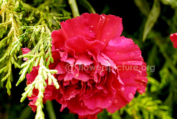 Dianthus pink red
