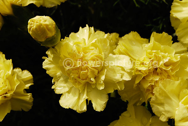 Dianthus Yellow