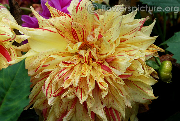 Yellow and red striped dinner plate dahlia