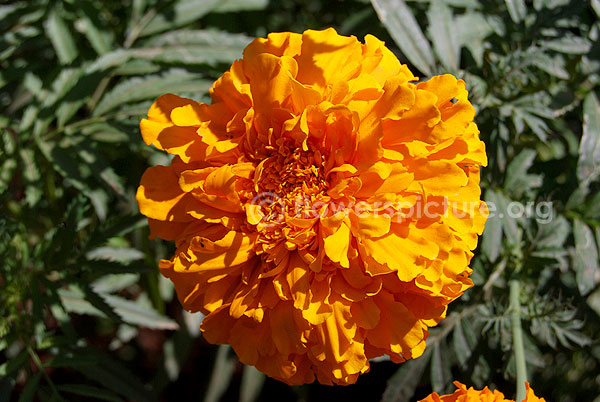 french marigold orange single