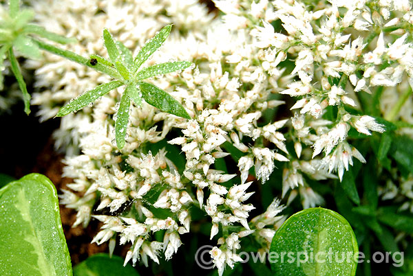 New!20 seed Euphorbia heterophylla Thai herb very rare Green kyllinga help drain