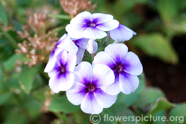 Garden phlox white with blue