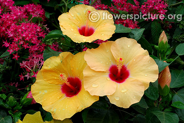 Hibiscus brackenridgei