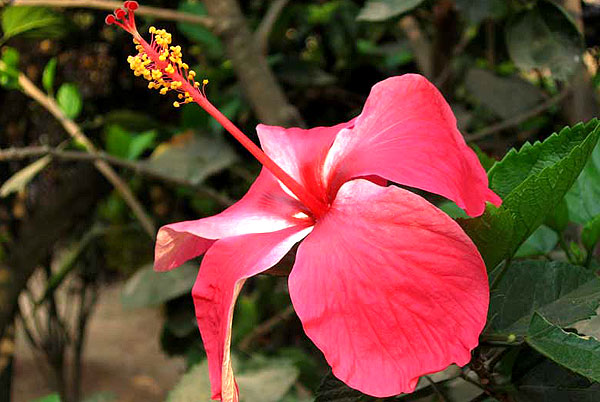 hibiscus rosa sinensis red