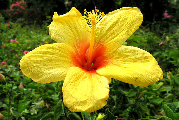 hibiscus rosa sinensis yellow red