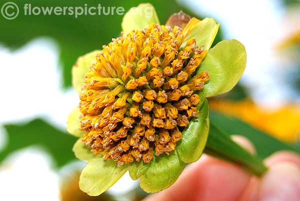 Japanese sunflower seed