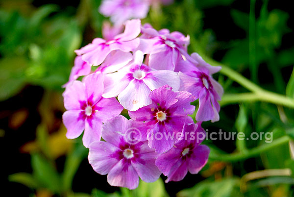 Lavender garden phlox