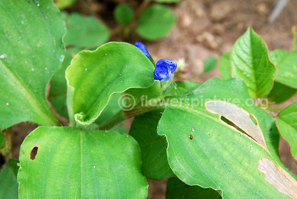 Lindernia Parviflora