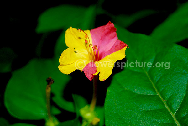 mirabili jalapa yellow with red