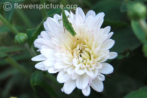 Mums flower