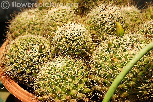 Nipple cactus