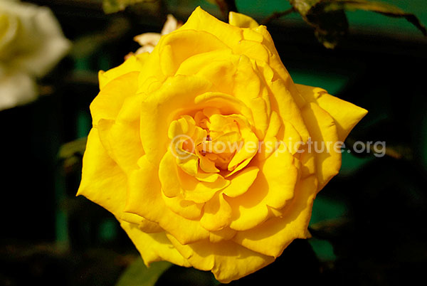 ooty rose yellow