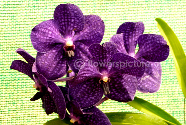 orchid blue purple