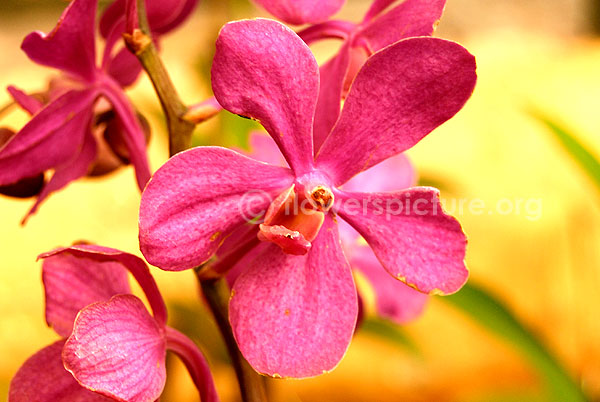 orchid deep pink