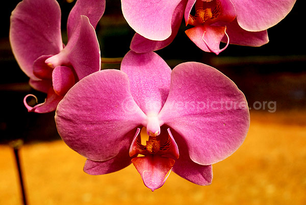 orchid pink single