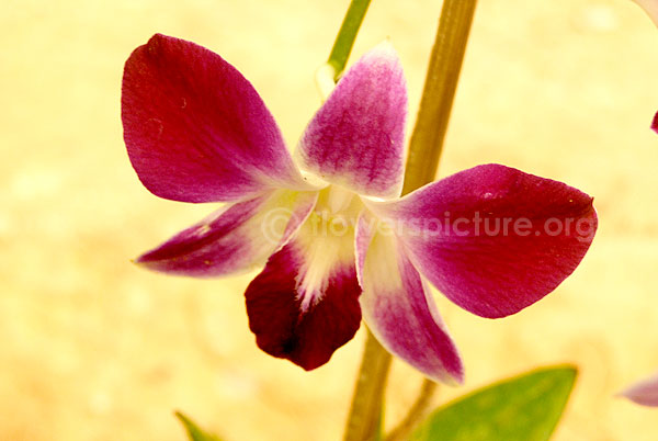 orchid single