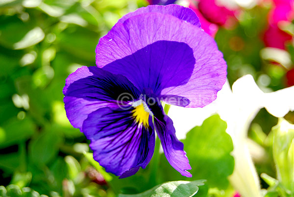 pansy purple cultivar
