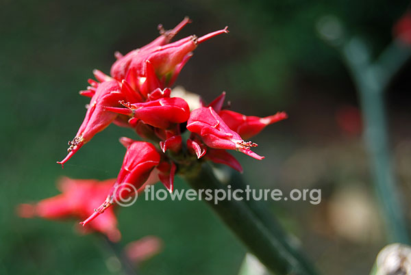 Pedilanthus tithymaloides red