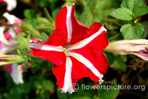 Petunia star flower