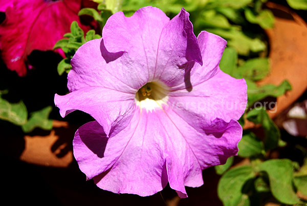 petunia purple pink