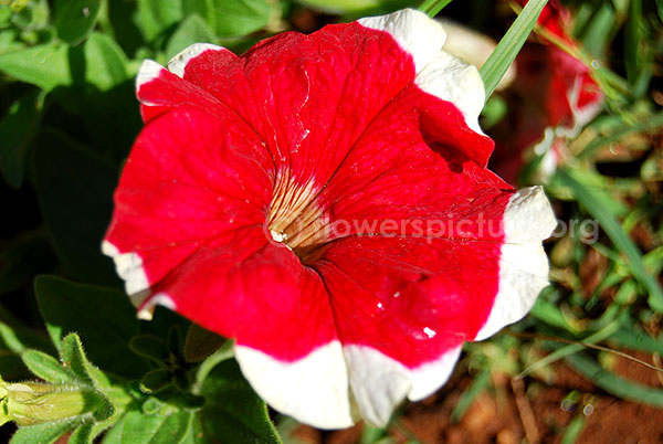 petunia red white