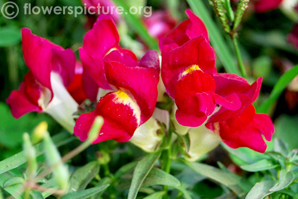 Red with yellow snapdragon
