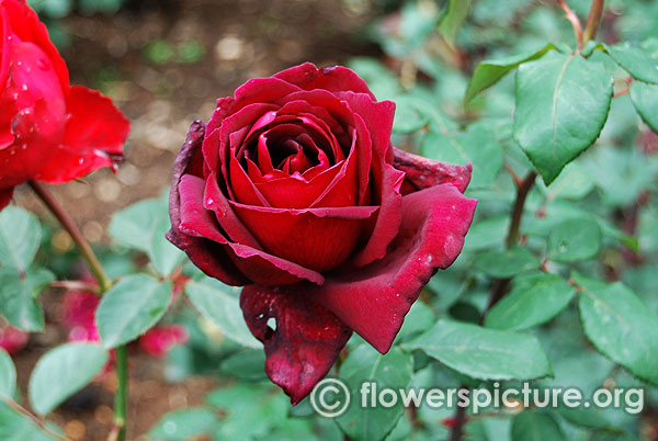red rose black magic