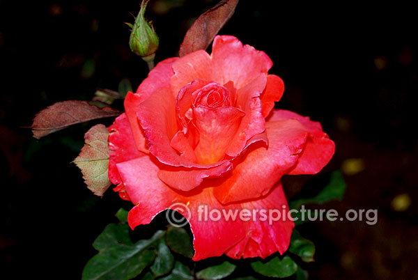 Rosa Lovely Lady Dicjubell