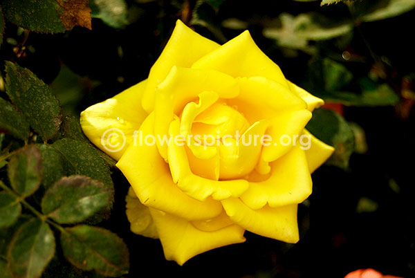 rose golden yellow