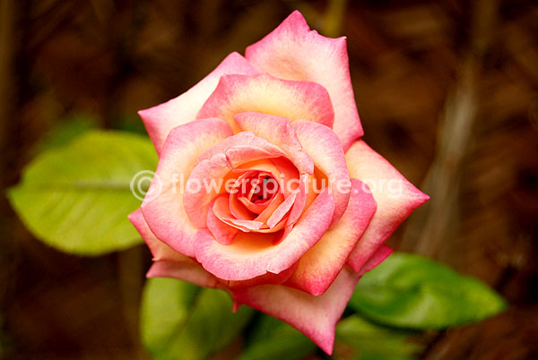 rose hybrid