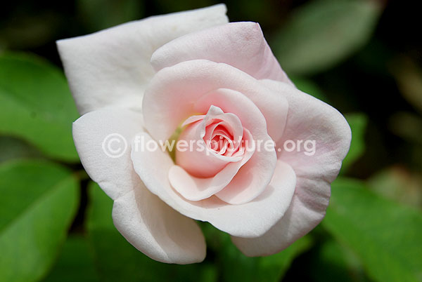 rose pink white