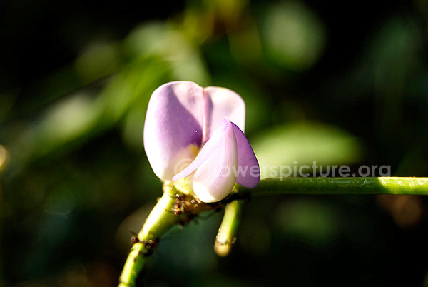Snake bean flower