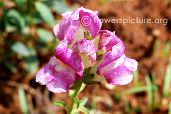 Snapdragon purple with white