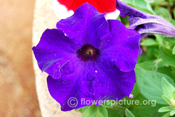 Violet petunia