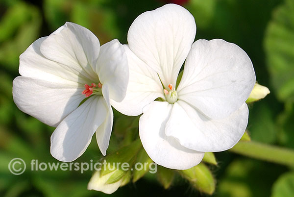 White garden geranium