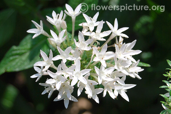 White star flower