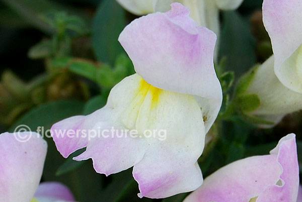 White yellow pink tricolor antirrhinum majus