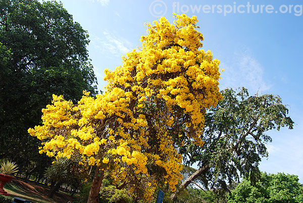 Yellow trumpet tree