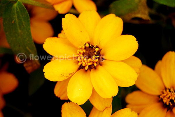 zinnia grandiflora yellow orange