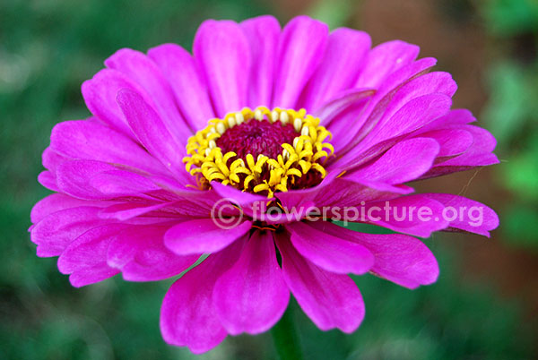 zinnia purple