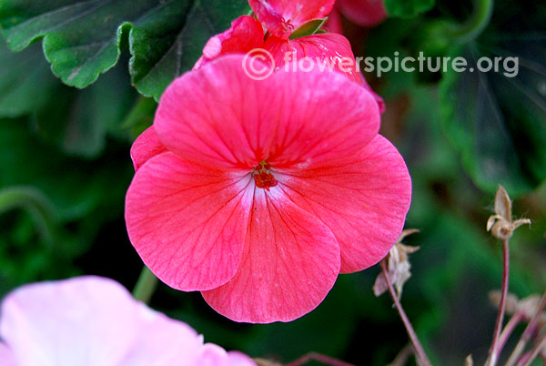 Zonal geranium pink