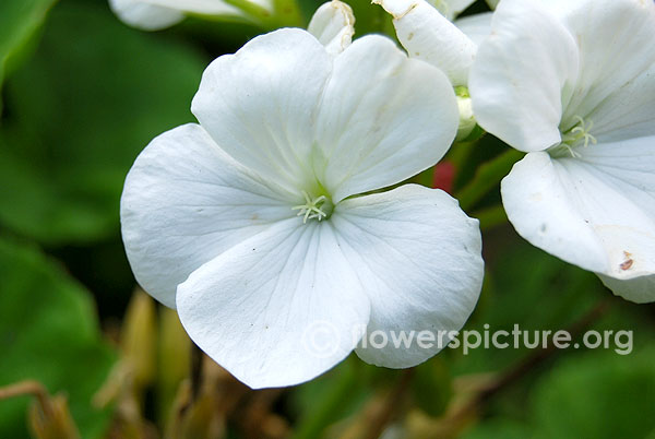 Zonal geranium white