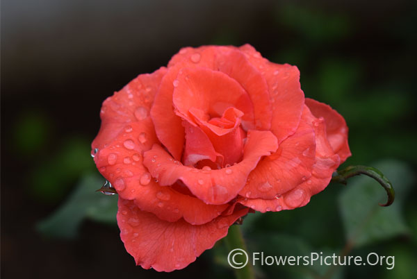 Crimson glory rose