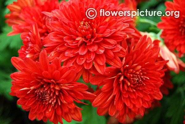 Bicolor chrysanthemum krumbiegel flower show 2016