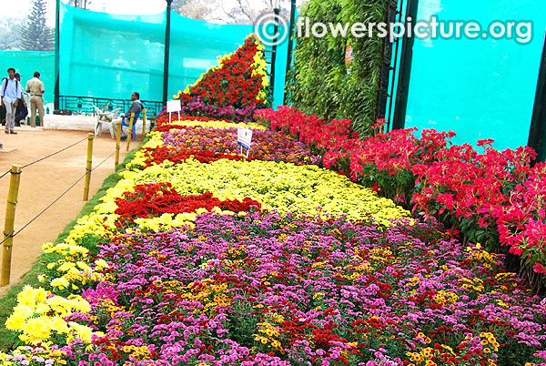 Chrysanthemum varieties garden beds lalbagh flower show jan 2016