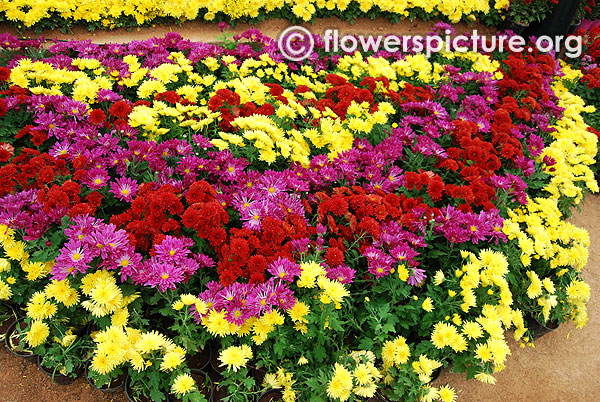 Chrysanthemum varieties pots diaplay lalbagh flower show jan 2016