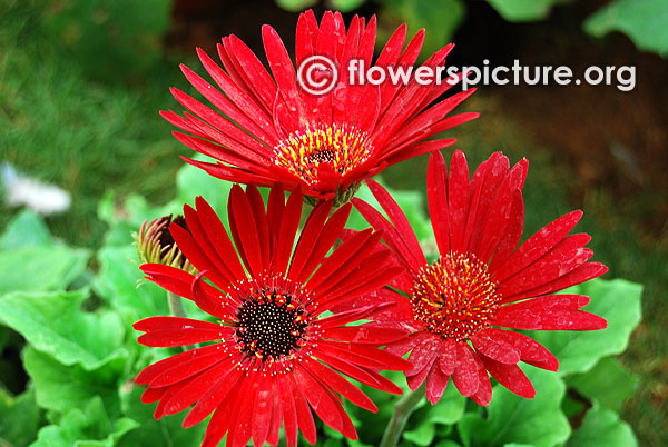 Deep maroon red with black eye gerbera daisy