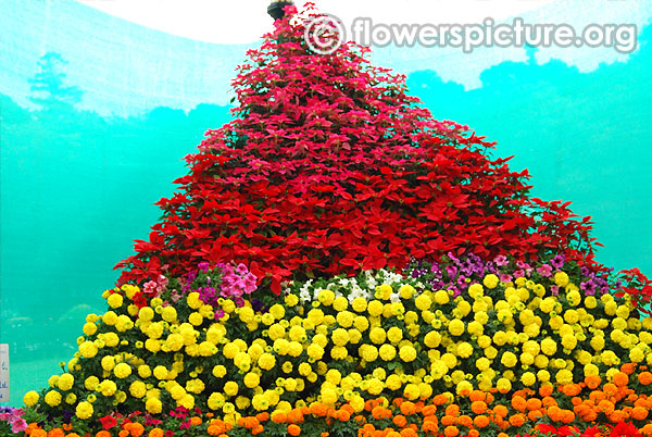 Euphorbia pulcherrima marigold floral mountain lalbagh flower show 2016