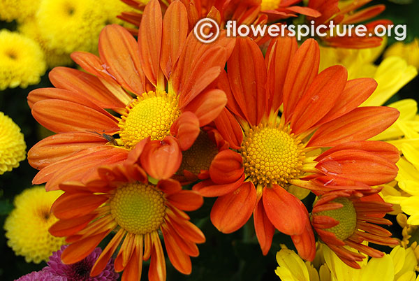 Orange chrysanthemum lalbagh flower show 2016 bangalore