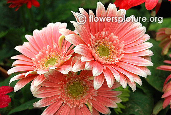 Salmon pink gerbera daisy lalbagh krumbiegel remembered flower show jan 2016